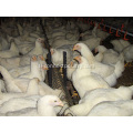 Breeder chain feeding System